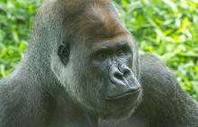 Western lowland gorilla Baraka