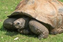 An Aldabra tortoise suns himself on the grass outside. 