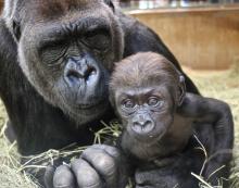 Western lowland gorilla Calaya and her 9-week-old son, Moke. 