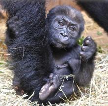 15-week-old gorilla Moke shows his foot to the camera. 