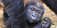 Western lowland gorilla infant Moke is 15 months old