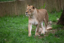 A female lion walks through green grass