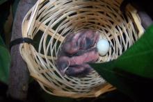 Indigo bunting chicks hatch for the first time in a North American zoo.