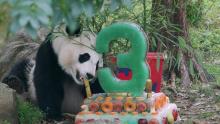 Giant panda Bei Bei celebrates his birthday at the Smithsonian's National Zoo with a cake. Photo Credit: Roshan Patel/Smithsonian's National Zoo Giant panda Bei Bei turns three.