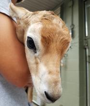Dama gazelle calf