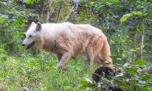 Gray wolf Crystal explores her habitat at the Smithsonian's National Zoo's American Trail Exhibit. 