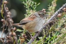 Swamp sparrow sitting on a branch outdoors.