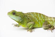 A small green lizard, called an Asian water dragon, with scaly skin, a long, thin, striped tail, small spikes along its spine and short claws on its digits