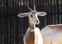 A young dama gazelle with short horns, long ears that stick out and a slender body