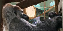 Gorillas Baraka and 7-month-old Moke. 