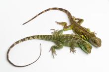 Asian water dragon mother (top) and parthenogenic offspring (bottom).