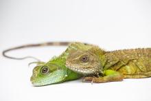 Asian water dragon mother (top) and parthenogenic offspring (bottom).