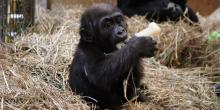 Western lowland gorilla infant Moke chews on a Nyla bone