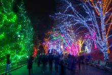 People walk down Olmstead Walk at night with trees wrapped in various colored lights along the right and hedges wrapped in green lights on the left.