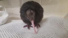 A kiwi chick standing on a small white towel