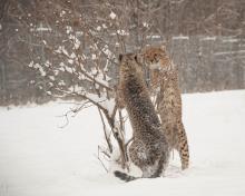 Two young cheetahs play near a small tree in the snow