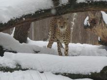 A cheetah stands in the snow beneath a log