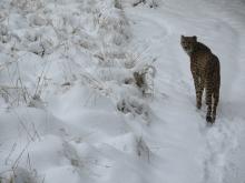A cheetah walking through the snow at the Smithsonian's National Zoo