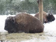 Two American bison resting in the snow