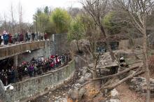 A crowd of visitors watches giant panda Bei Bei during the Giant Panda Housewarming Celebration at the Smithsonian's National Zoo
