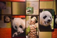 A child looks at the new exhibit panels inside the Smithsonian's National Zoo's Panda House during the Giant Panda Housewarming Celebration