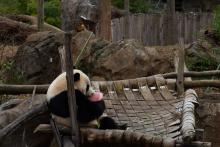 Giant panda Bei Bei sits in a hammock eating a special ice cake treat during the Panda House Warming Celebration at the Smithsonian's National Zoo