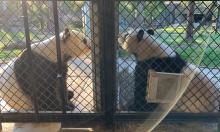 Tian Tian (left) and Mei Xiang (right) look at each other through the "howdy" window that separates their yards March 28, 2019.
