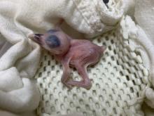 A newly hatched Guam kingfisher rests on a soft white towel at the Smithsonian Conservation Biology Institute