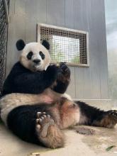 Mei Xiang eating a fruitsicle. 