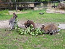 Three Bennett's wallabies eating leaves from a branch placed in their yard.