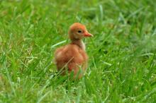 A hooded crane chick in the grass. 