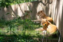 African lionesses in the sunlight. 