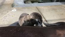 A sea lion pup behind the scenes at American Trail nurses with its mother