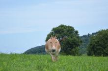A female Persian onager, a tan colored wild ass, walking in a hilly field. 