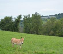 A female Persian onager, a light tan wild Asiatic ass, standing in a large grassy pasture.