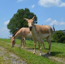 Two female onagers grazing in a field. The onager in the foreground is vocalizing with her mouth open.