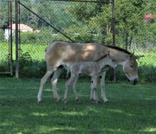 A Persian onager mare and her foal. 