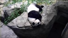 Giant panda Mei Xiang sleeping on a rock inside the panda house. 
