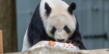 Giant panda Tian Tian eats a cake-shaped fruitsicle for his birthday.
