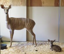 Lesser kudu female Rogue with her newborn male calf behind the scenes at the Zoo’s Cheetah Conservation Station. 