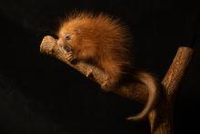 A newborn prehensile-tailed porcupette holding on to a branch. 