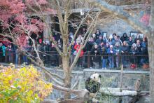 Giant panda Bei Bei eats bamboo while a crowd looks on