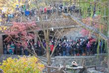 Two levels of crowds look on as Giant panda Bei Bei sits on a hammock