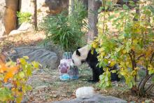 Giant panda Bei Bei sniffs an elaborate and colorful ice cake with bamboo sticking out from the top