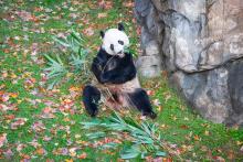 Giant panda Bei Bei munches on bamboo while sitting on grass
