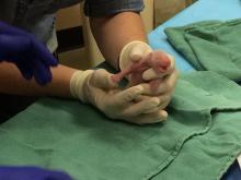 tiny cub being examined