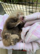 Red panda cub being weighed. 