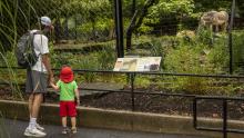 Zoo visitors explore the Zoo on reopening day, July 24. 