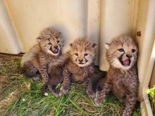 Three cheetah cubs sit in the grass beside their den