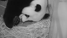 Giant panda Mei Xiang rests with her newborn cub tucked under her chin inside their den